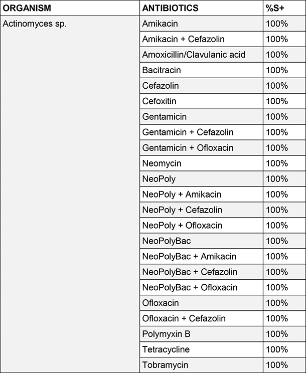 Actinomyces sp