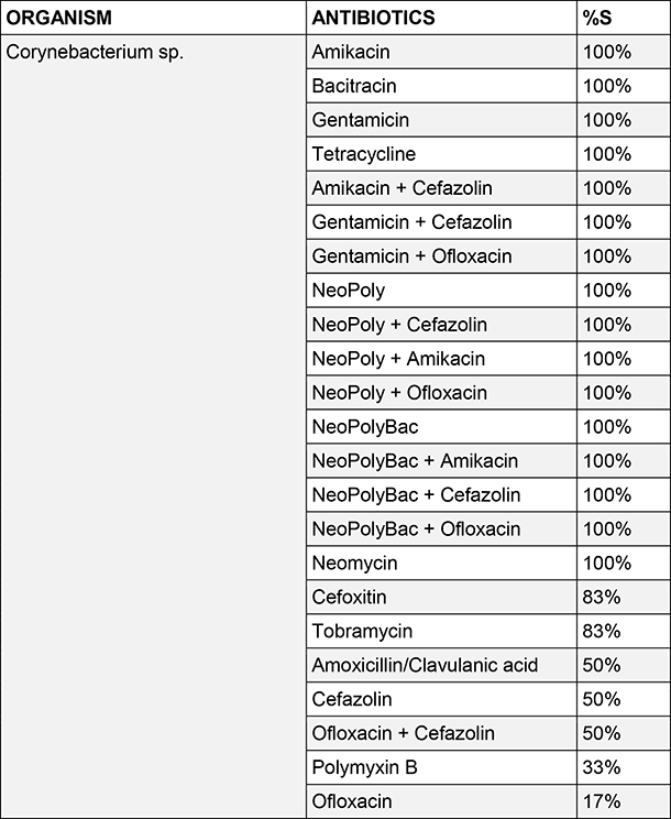 Corynebacterium sp