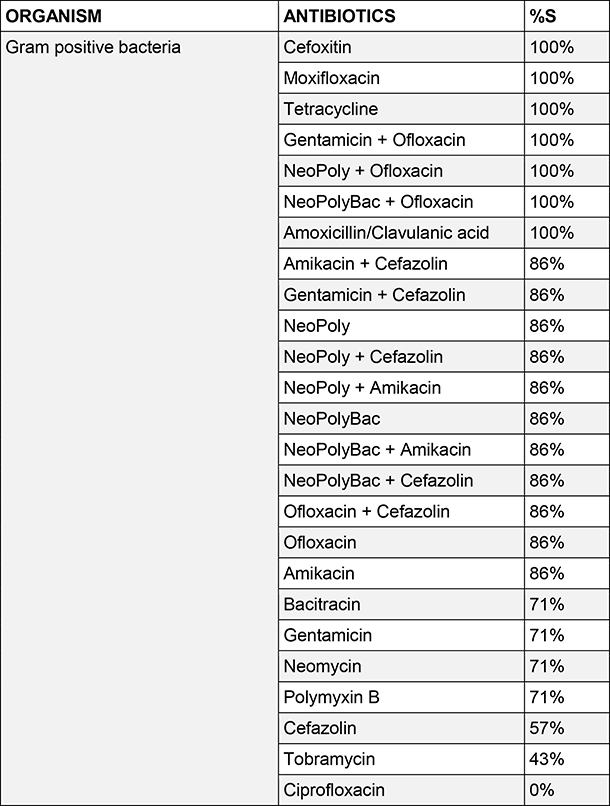 Gram positive bacteria