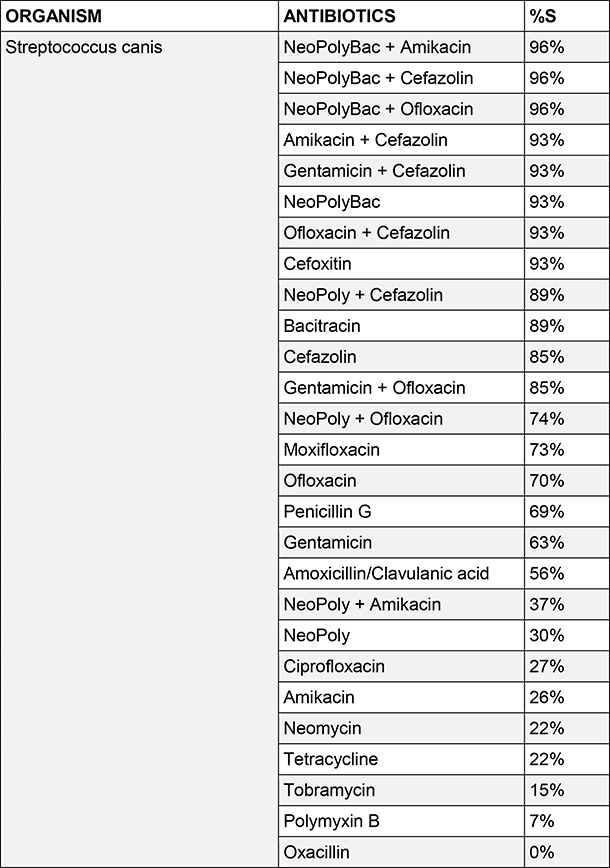 Streptococcus canis